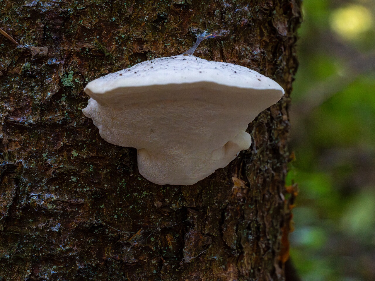 oligoporus-stripticus_1-6