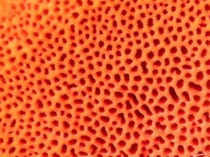 fungi-0003349_