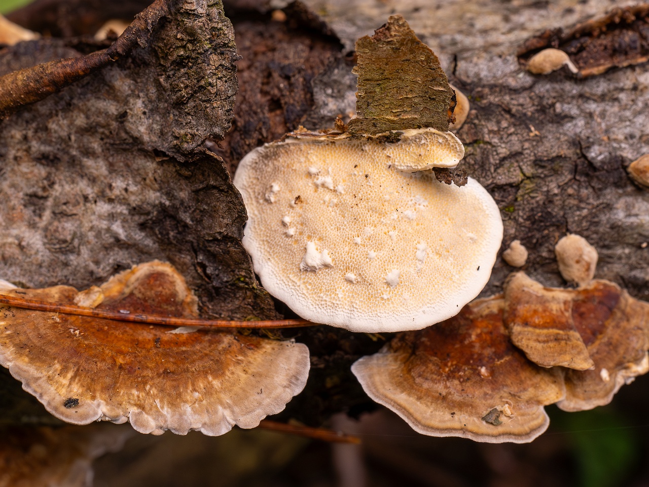 Trametes ochracea _2025-10-04_1-7