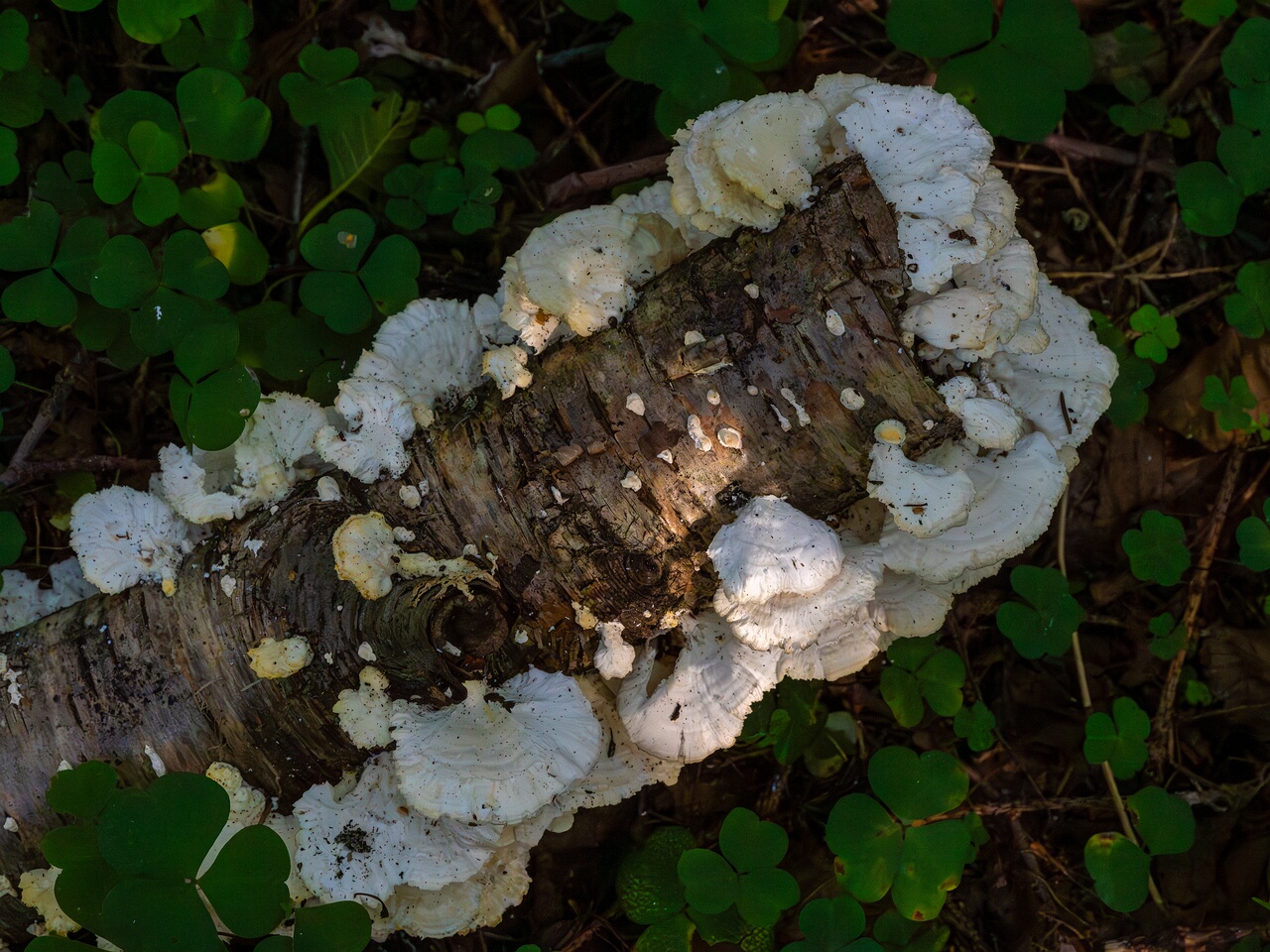trametes-velutina_1-9