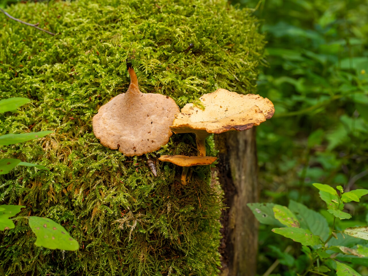 Cerioporus varius _2026-07-25_1-9
