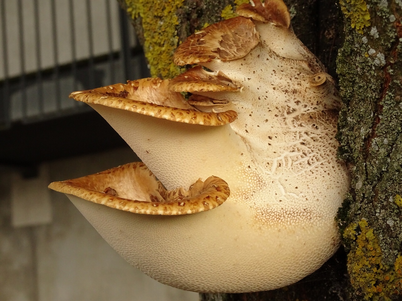 DSC05632