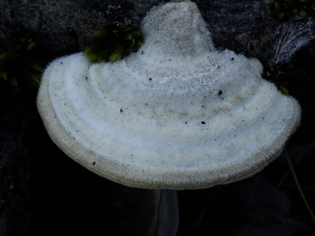 DSC02910