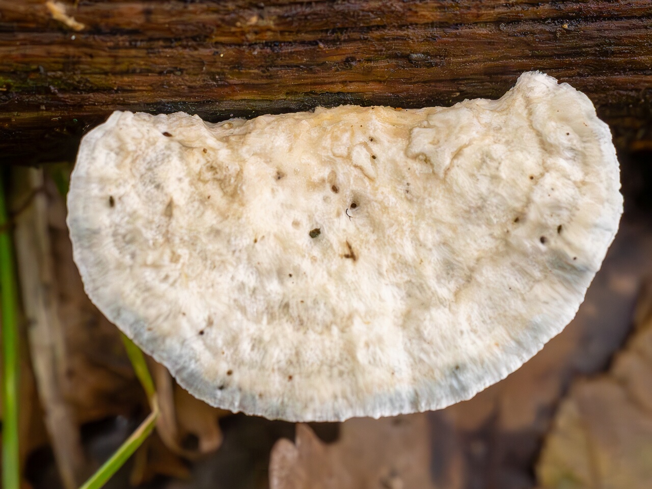 !Cyanosporus alni _2026-09-19_1-2