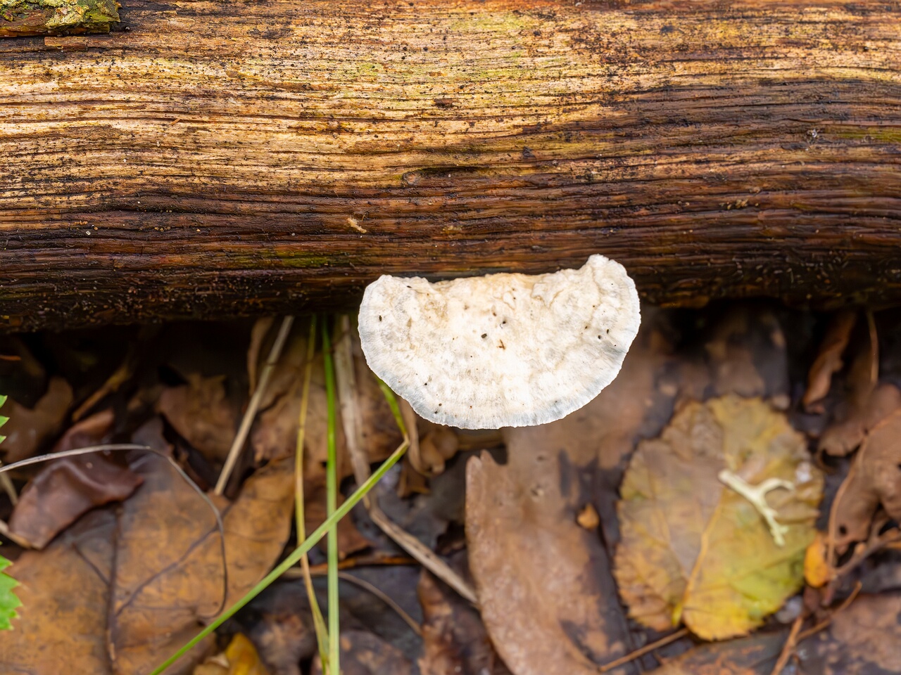 Cyanosporus alni _2026-09-19_1-1