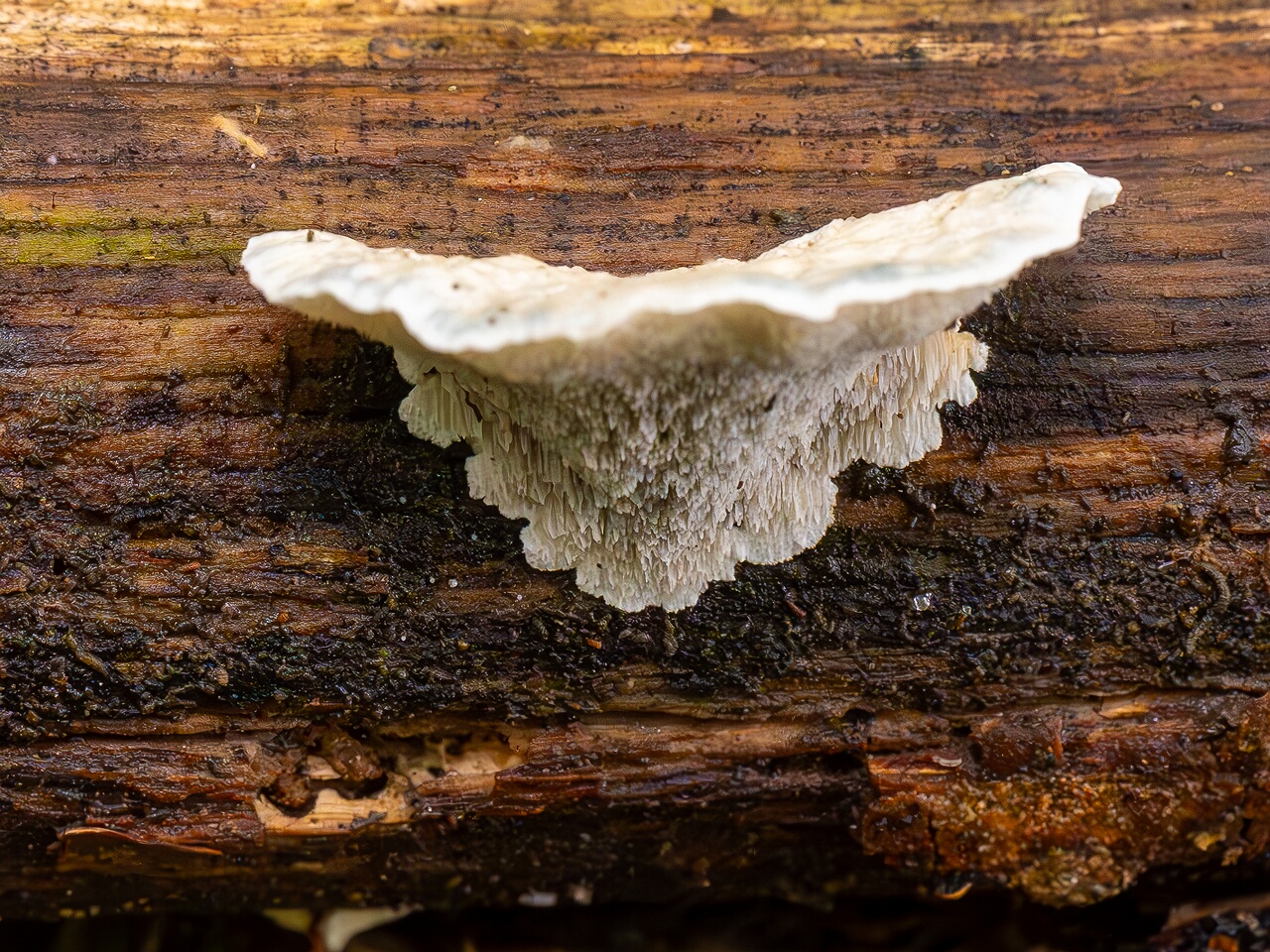 Cyanosporus alni _2026-09-19_1-3