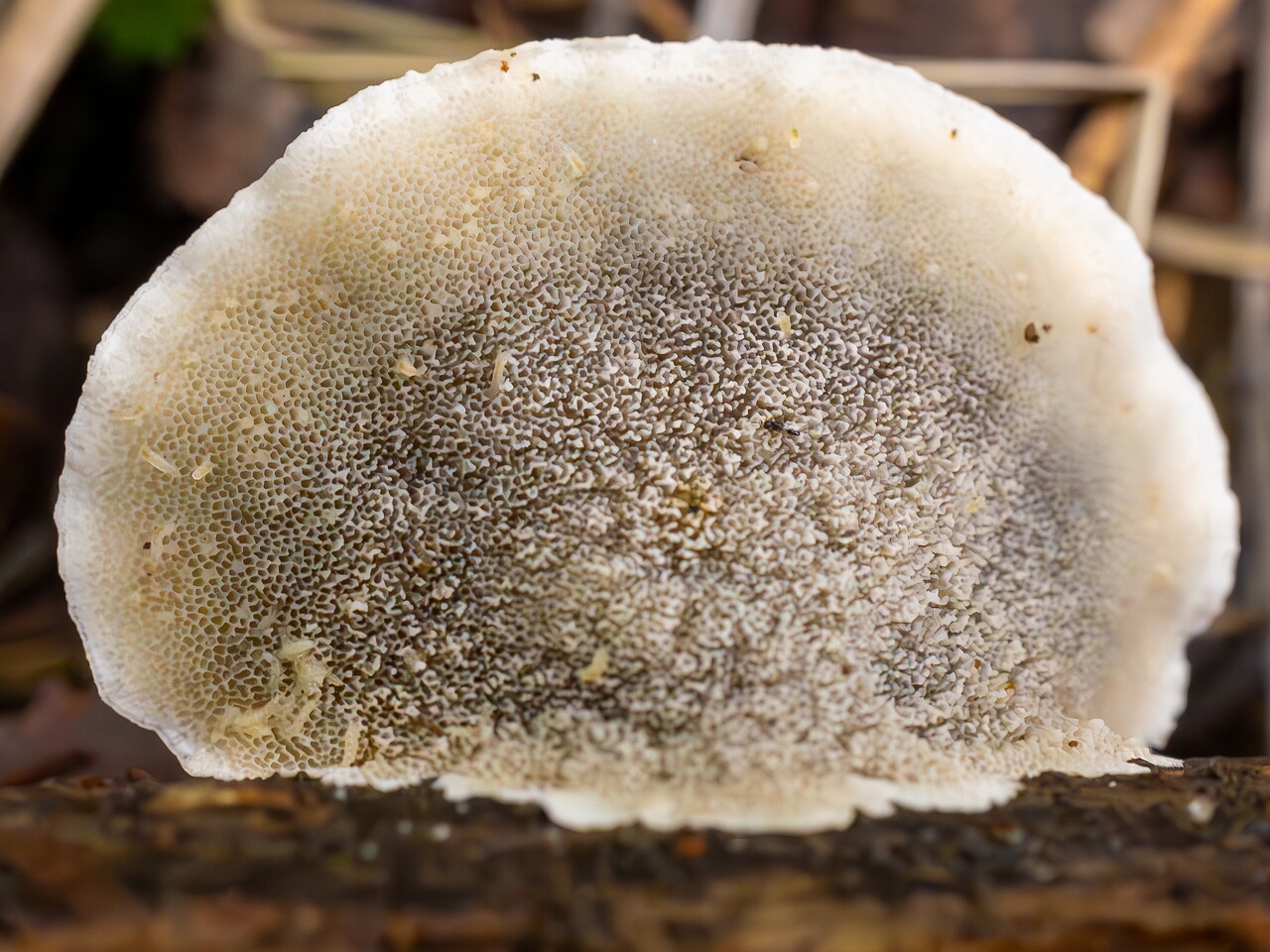 Cyanosporus alni _2026-09-19_1-4