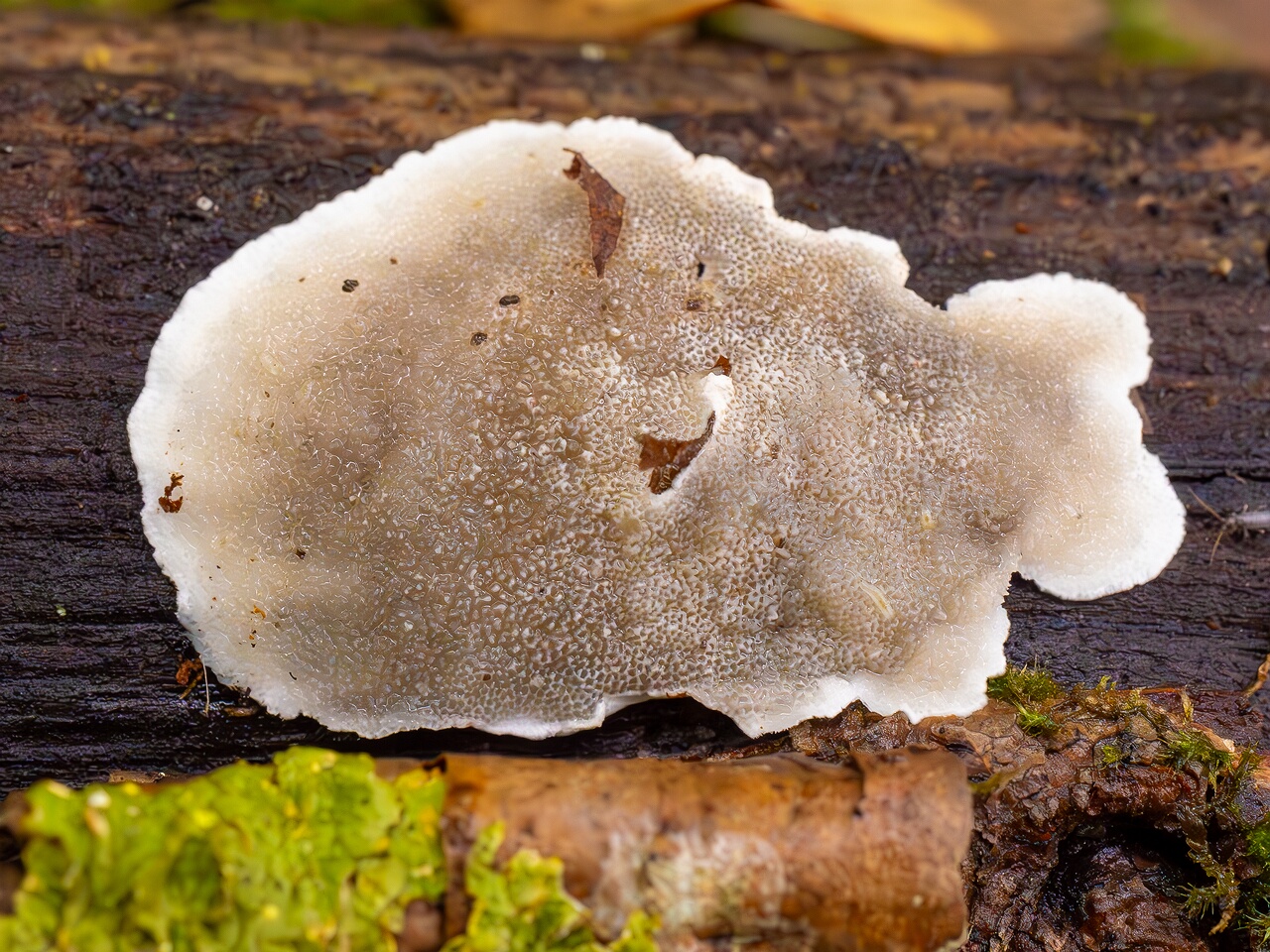 Cyanosporus alni _2026-09-19_1-5
