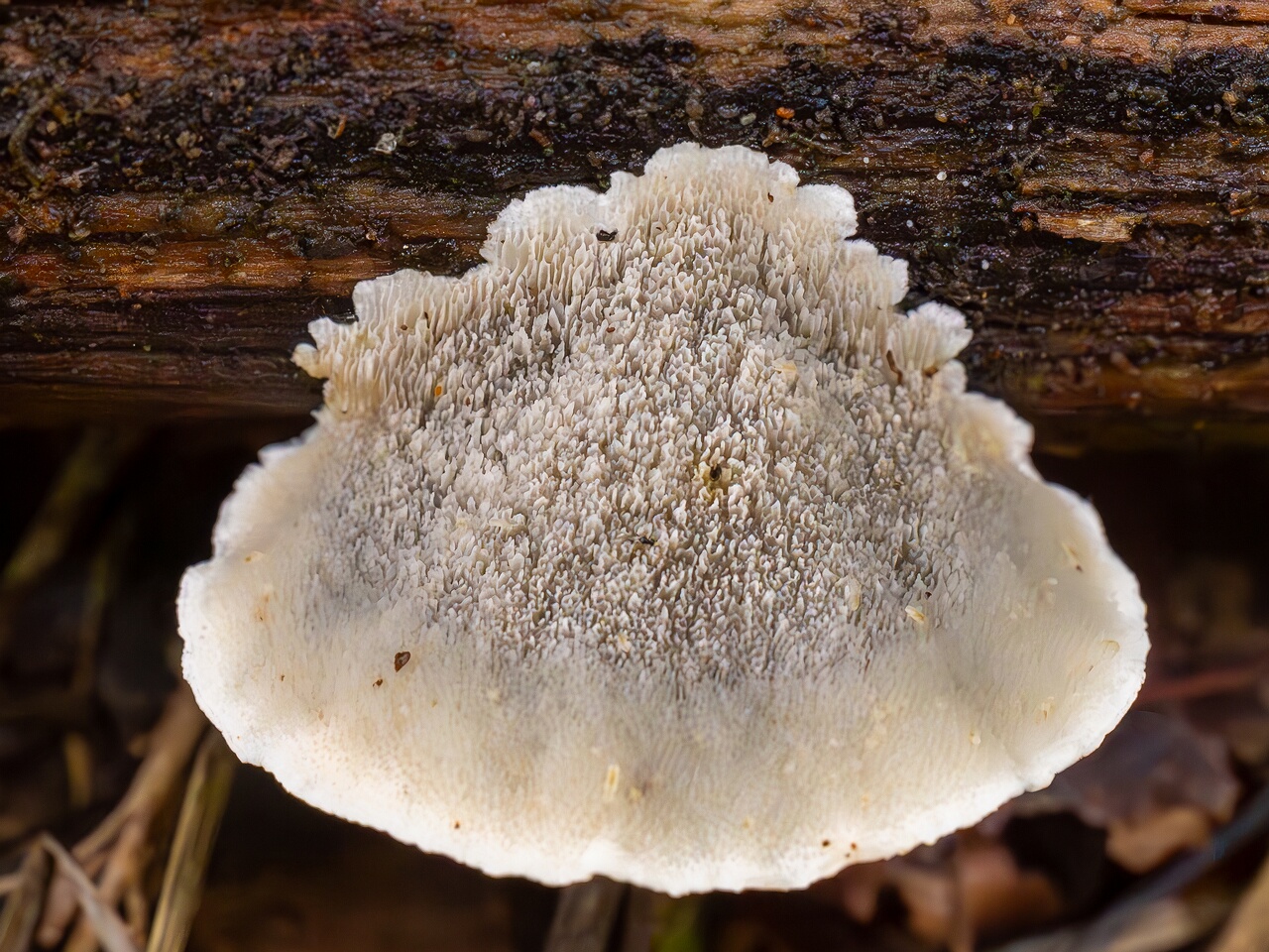 Cyanosporus alni _2026-09-19_1-6