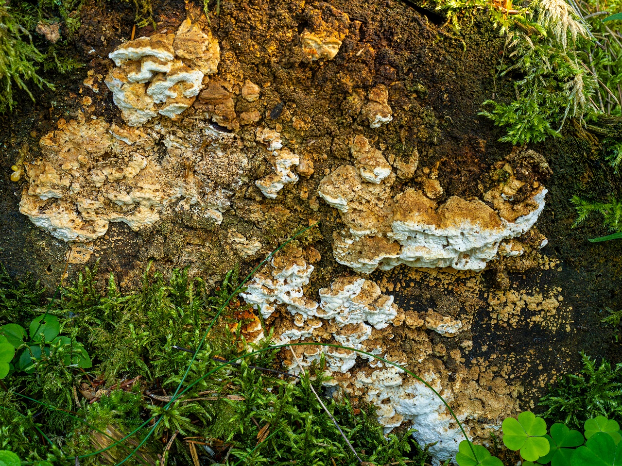 Neoantrodia serialis _2026-06-20_1-2