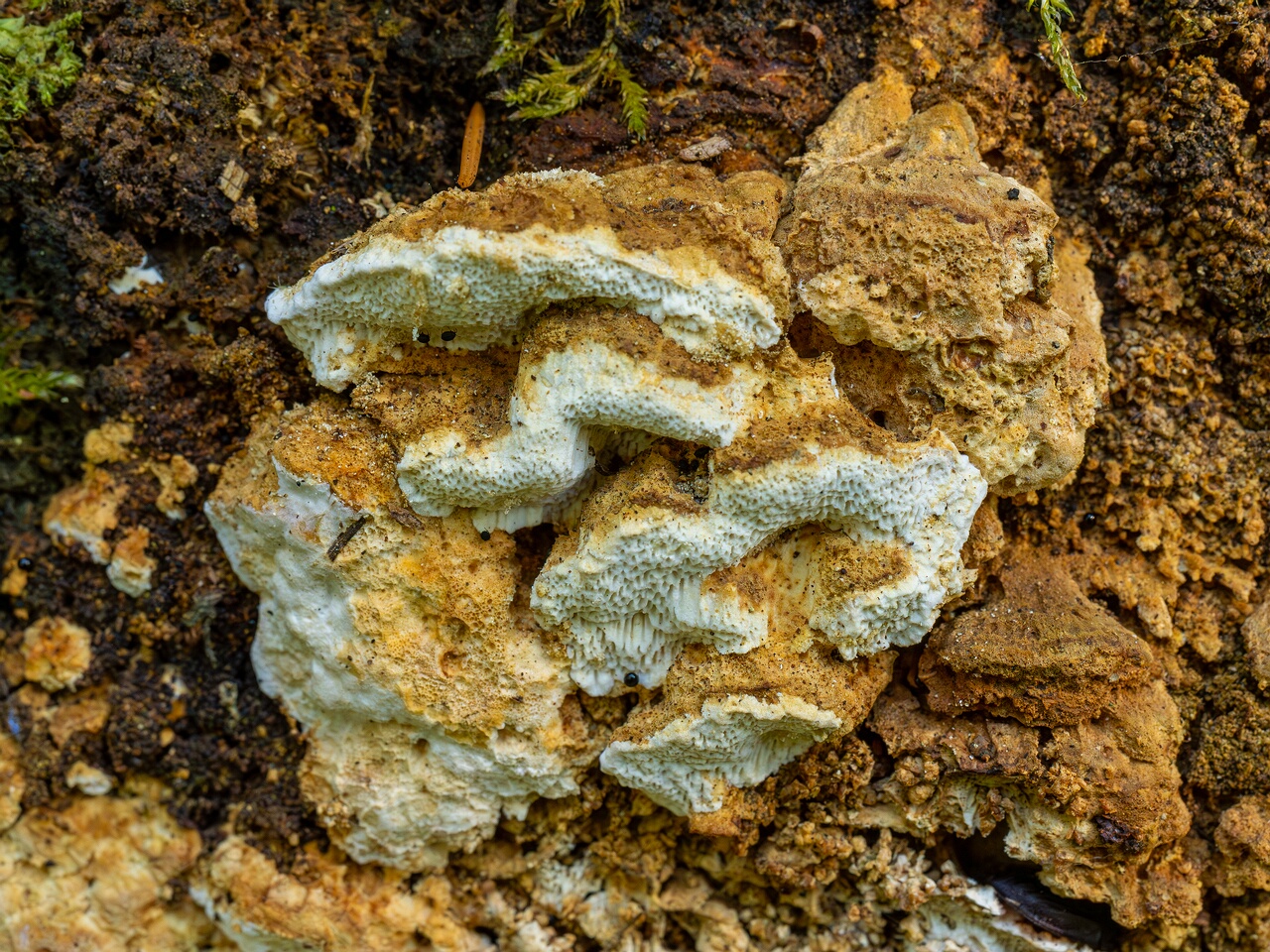 Neoantrodia serialis _2026-06-20_1-3