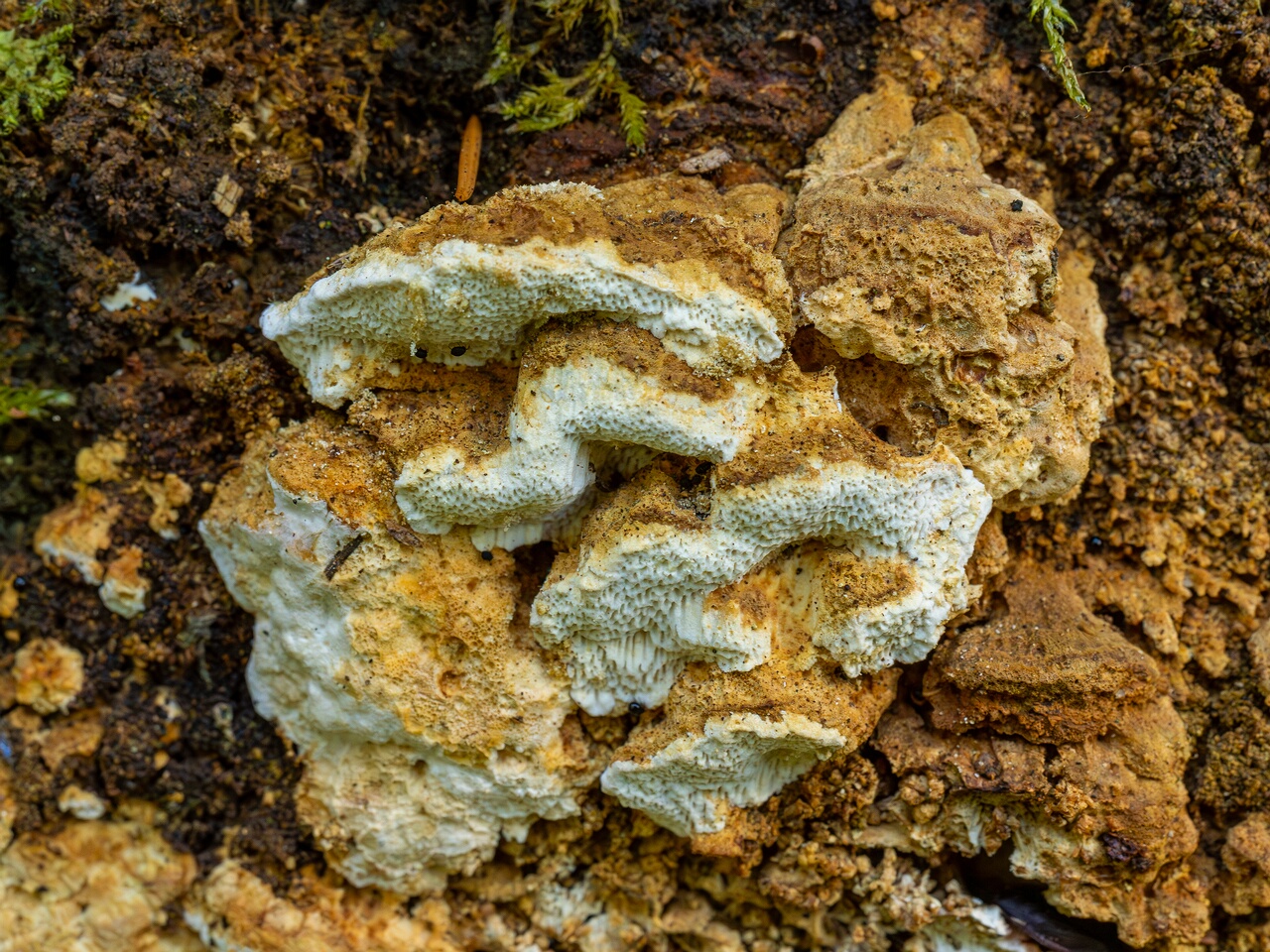 Neoantrodia serialis _2026-06-20_1-4