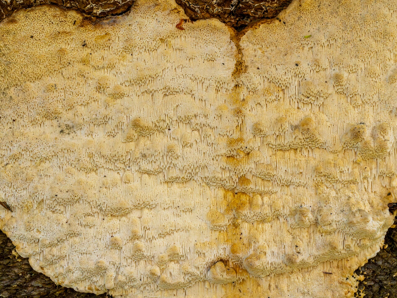 Neoantrodia serialis _2026-06-20_2-3