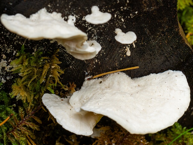 Амаропостия вяжущая - Amaropostia stiptica