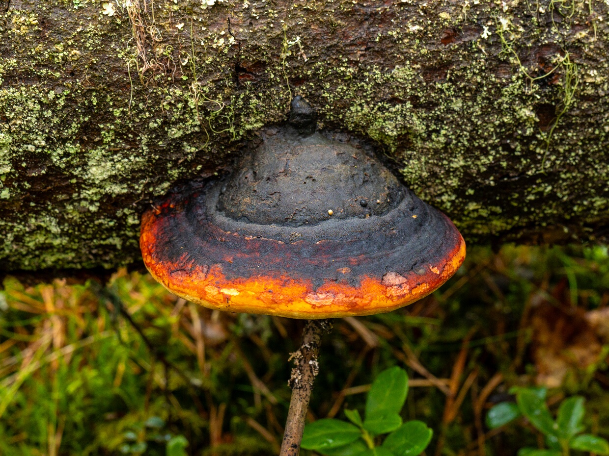 Фомитопсис окаймлённый - Fomitopsis pinicola