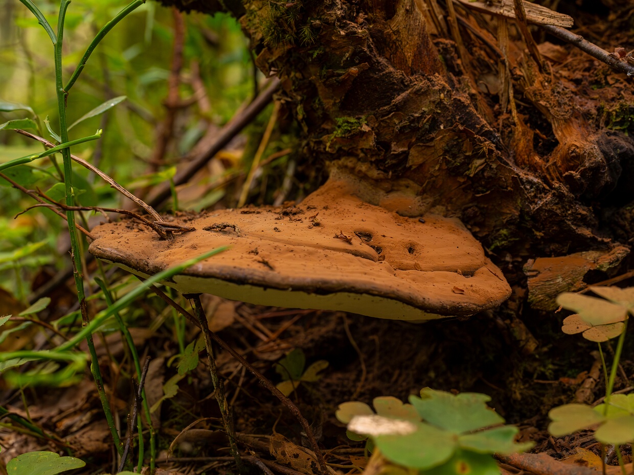 Ганодермовые - Ganodermataceae The Ganodermataceae are a family of fungi in the order Polyporales. As of April 2018, Index Fungorum accepts 8 genera...