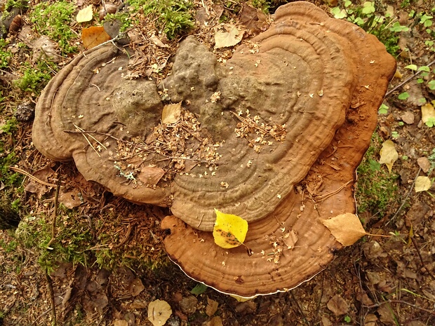 Ганодермовые - Ganodermataceae The Ganodermataceae are a family of fungi in the order Polyporales. As of April 2018, Index Fungorum accepts 8 genera...