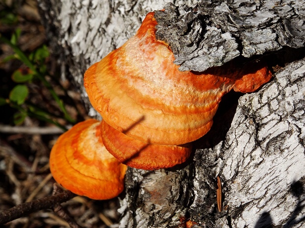 Полипоровые - Polyporaceae The Polyporaceae are a family of poroid fungi belonging to the Basidiomycota. The flesh of their fruit bodies varies...