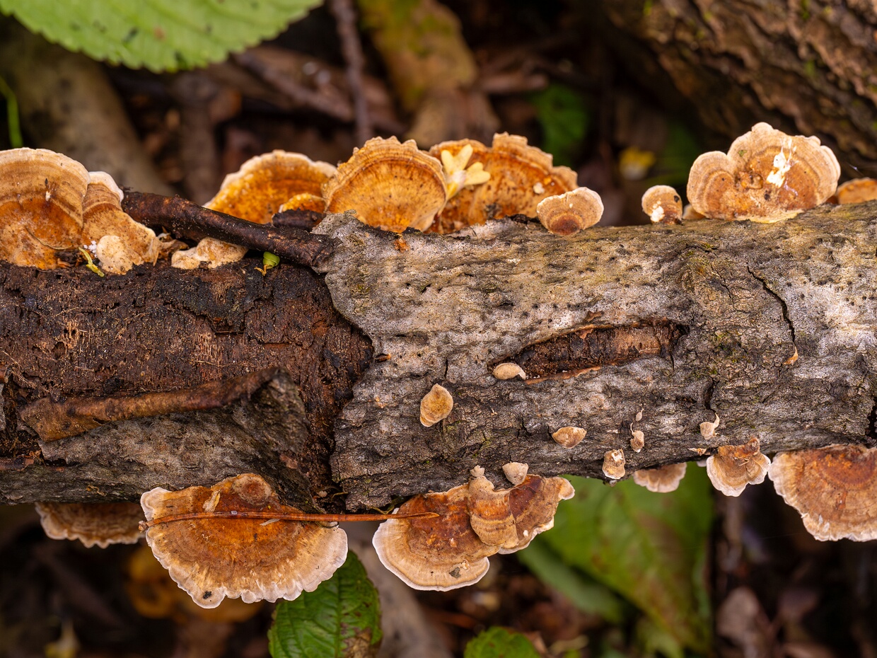 Полипоровые - Polyporaceae The Polyporaceae are a family of poroid fungi belonging to the Basidiomycota. The flesh of their fruit bodies varies...