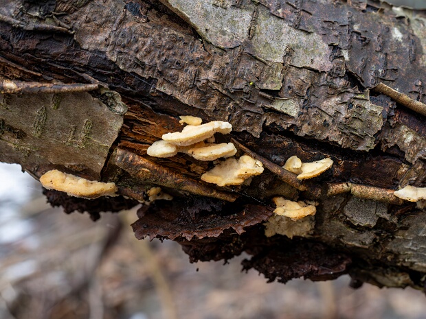 Стекхериновые - Steccherinaceae The Steccherinaceae are a family of about 200 species of fungi in the order Polyporales. It includes crust-like,...