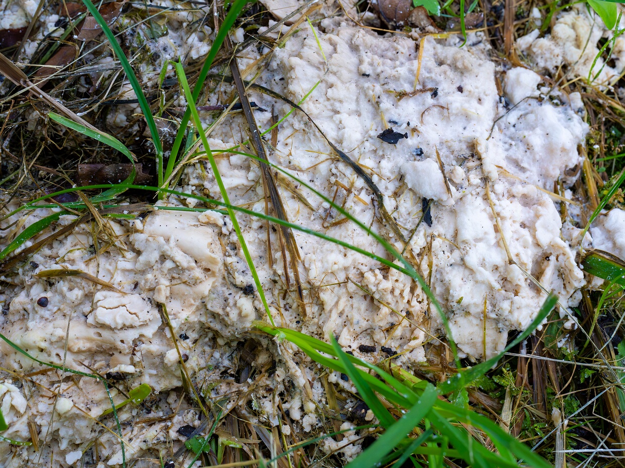 Себациновые - Sebacinaceae The Sebacinaceae are a family of fungi in the order Sebacinales. Species produce basidiocarps (fruit bodies} that are...