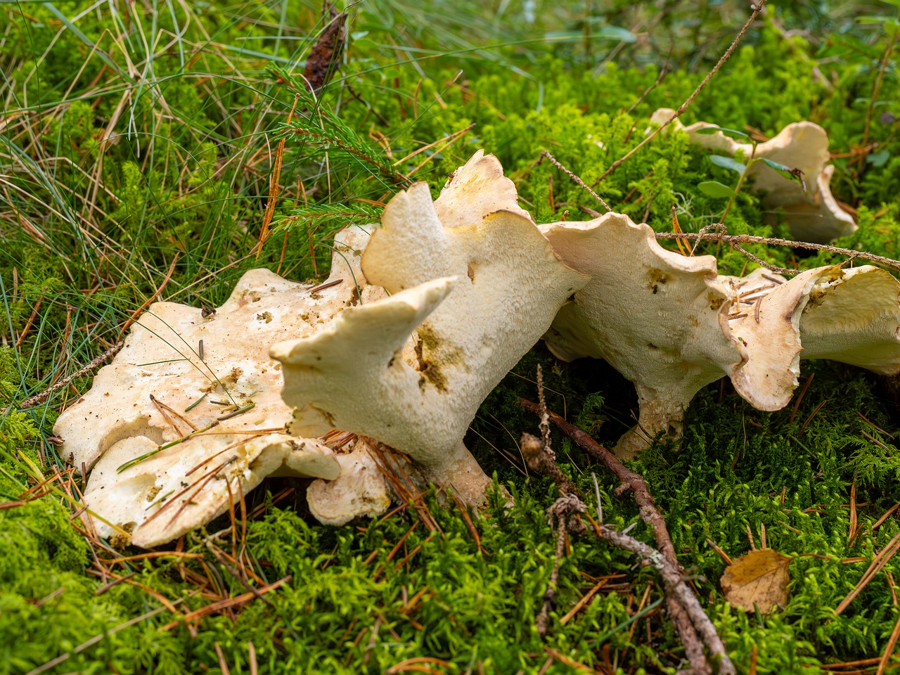 !Albatrellus ovinus _2025-09-28_1-12