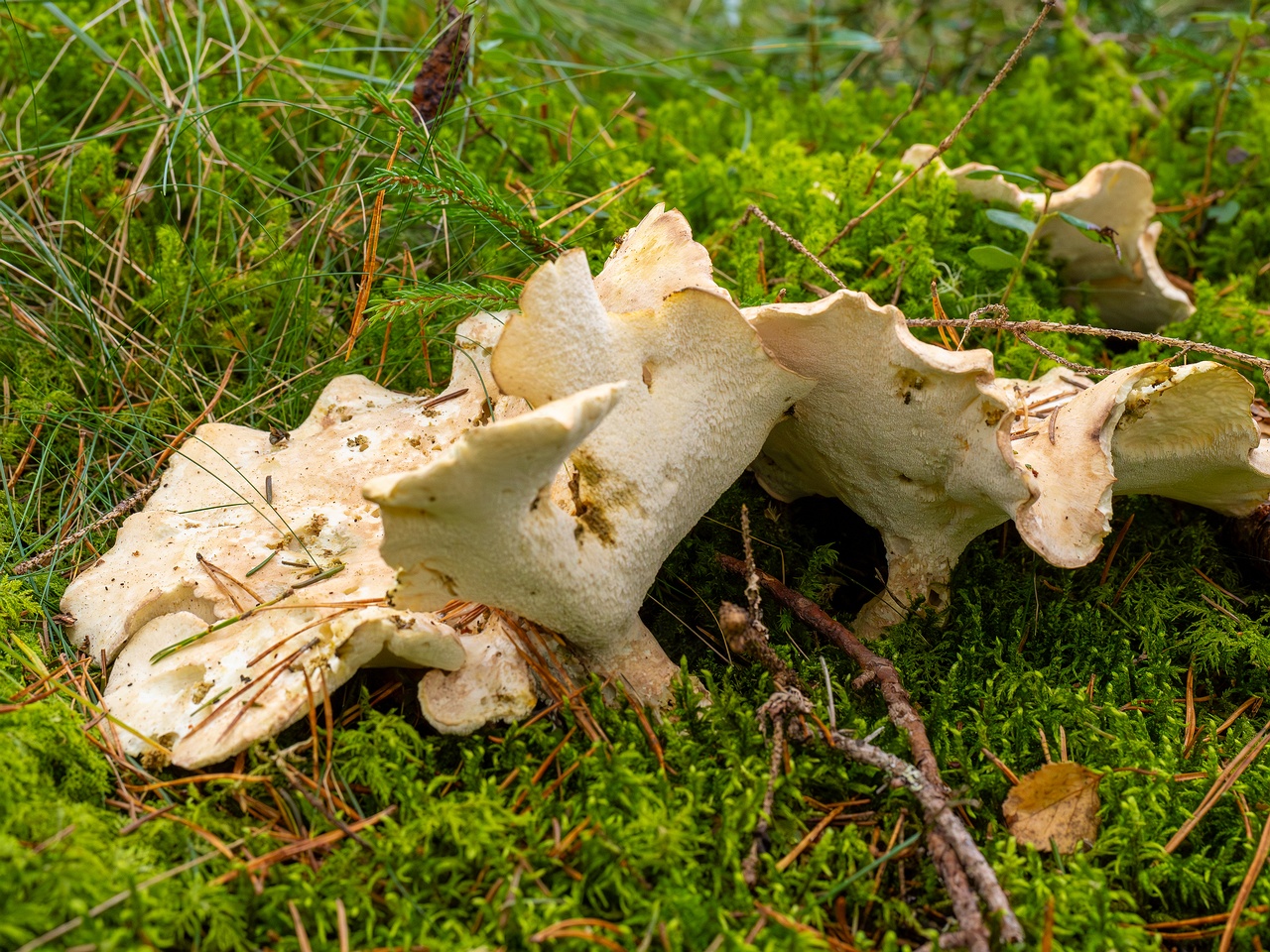 Albatrellus ovinus _2025-09-28_1-11