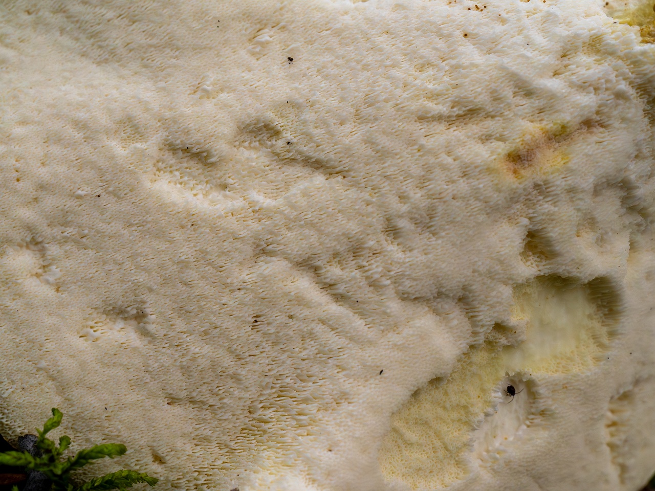 Albatrellus ovinus _2025-09-28_1-14