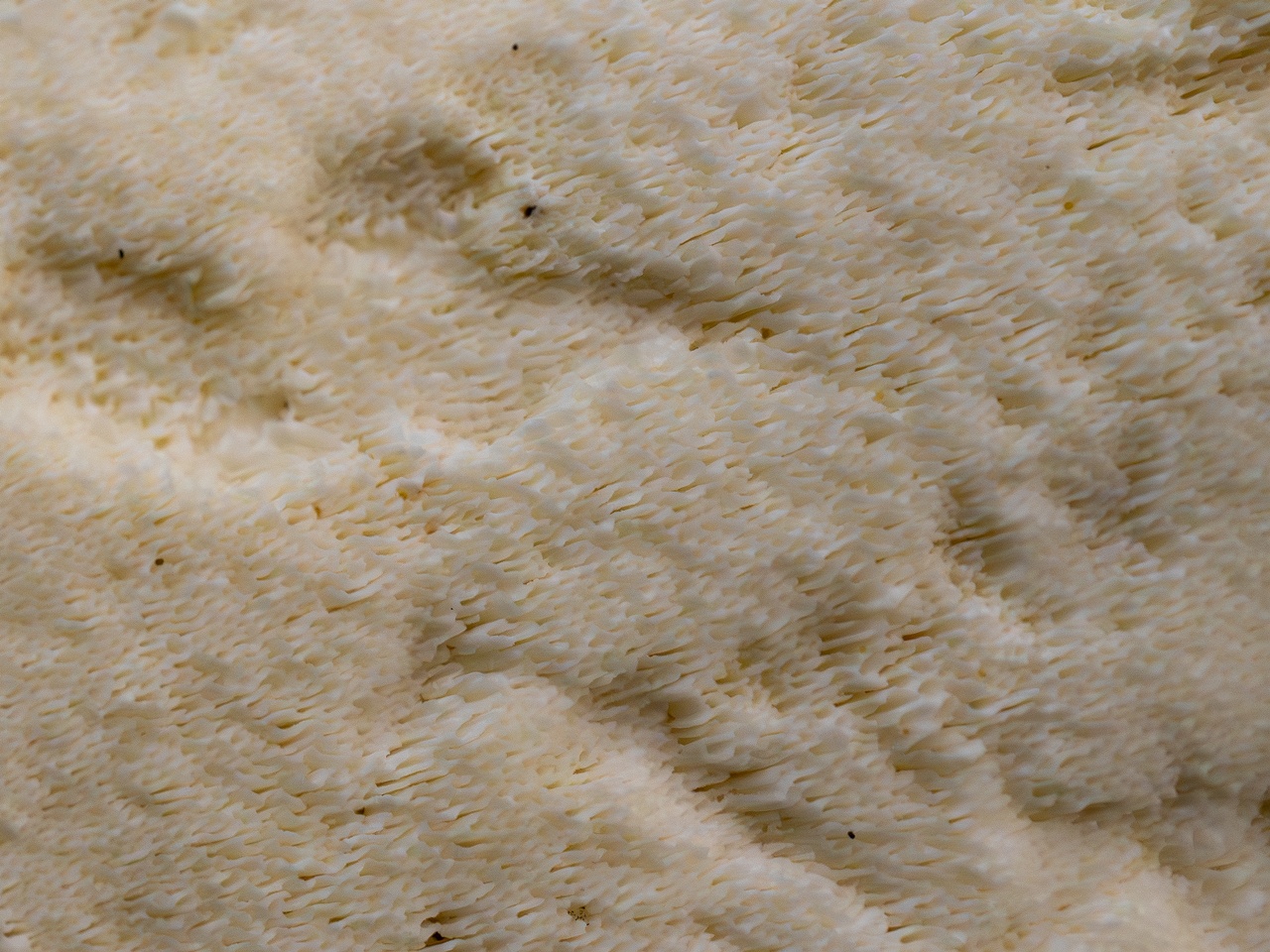 Albatrellus ovinus _2025-09-28_1-16