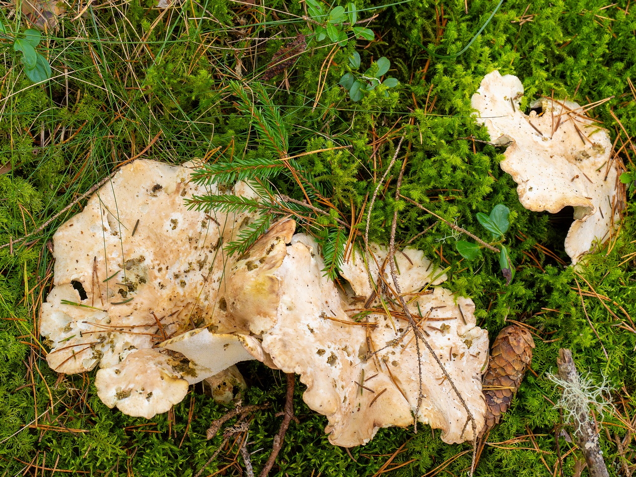 Albatrellus ovinus _2025-09-28_1-17