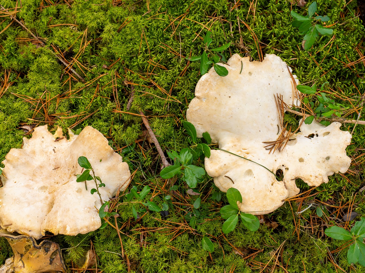 Albatrellus ovinus _2025-09-28_1-9