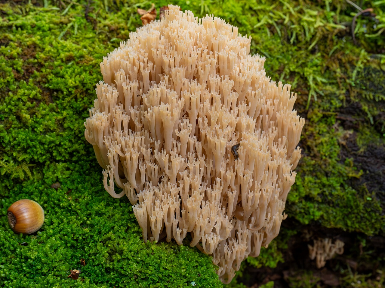 !Artomyces pyxidatus _2026-09-19_1-2