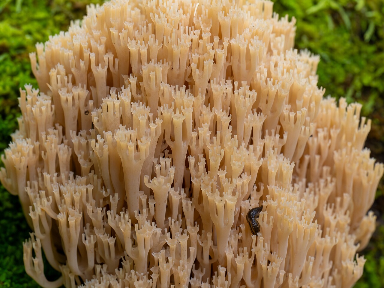 Artomyces pyxidatus _2026-09-19_1-5