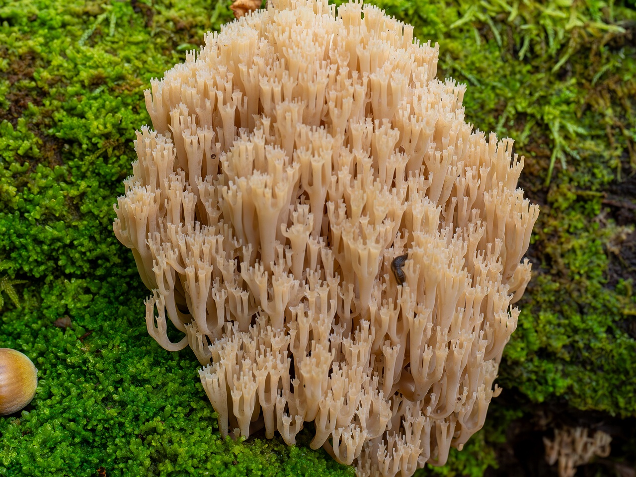 Artomyces pyxidatus _2026-09-19_1-6