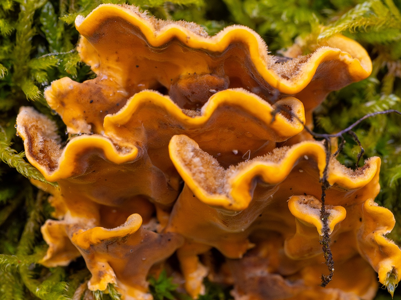 !Stereum hirsutum _2025-10-18_1-2