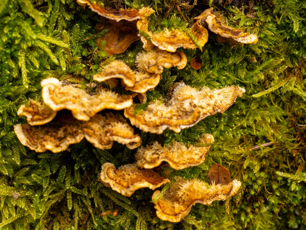 Stereum hirsutum _2025-10-11_1-4