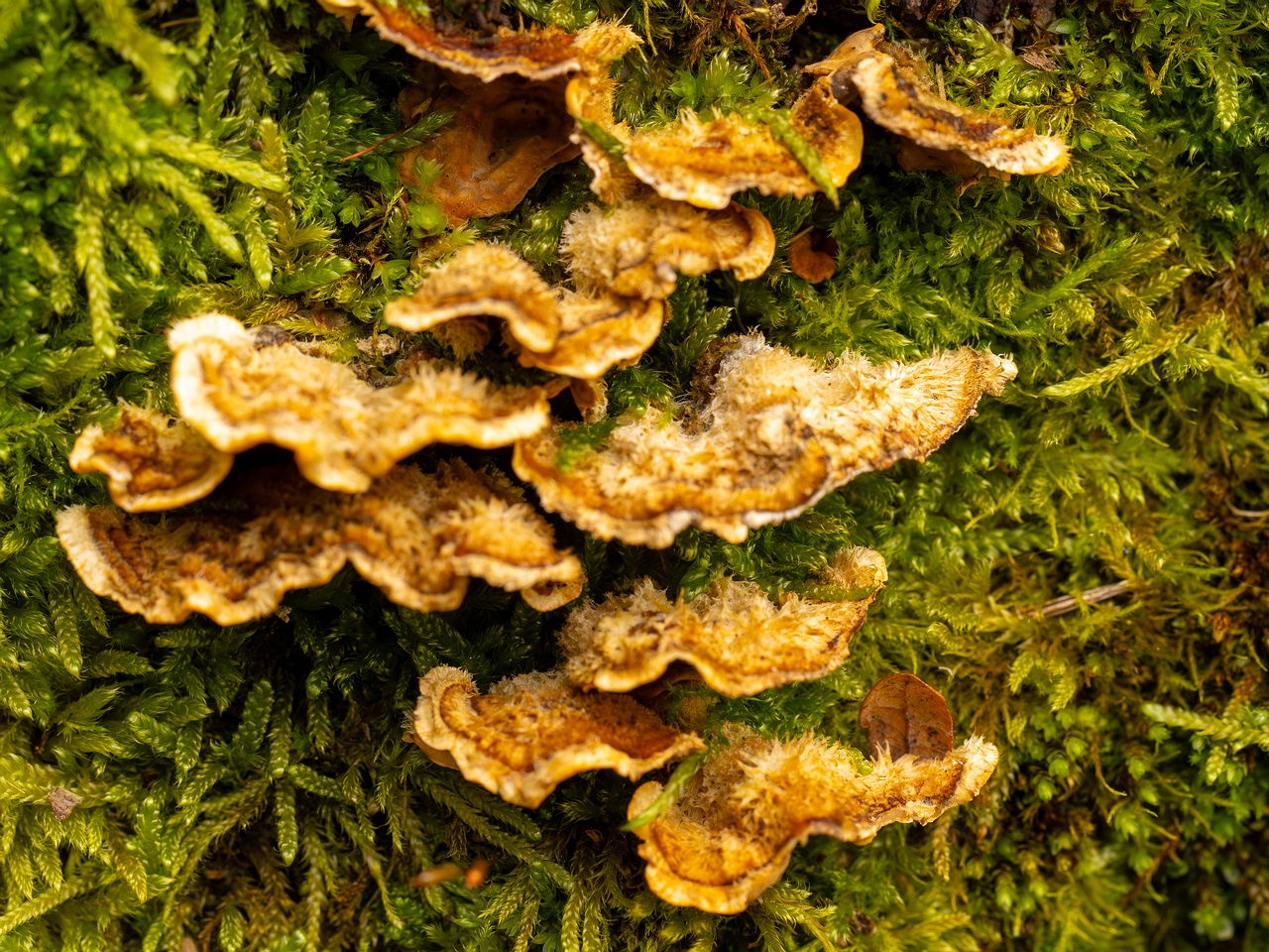 Stereum hirsutum _2025-10-11_1-5