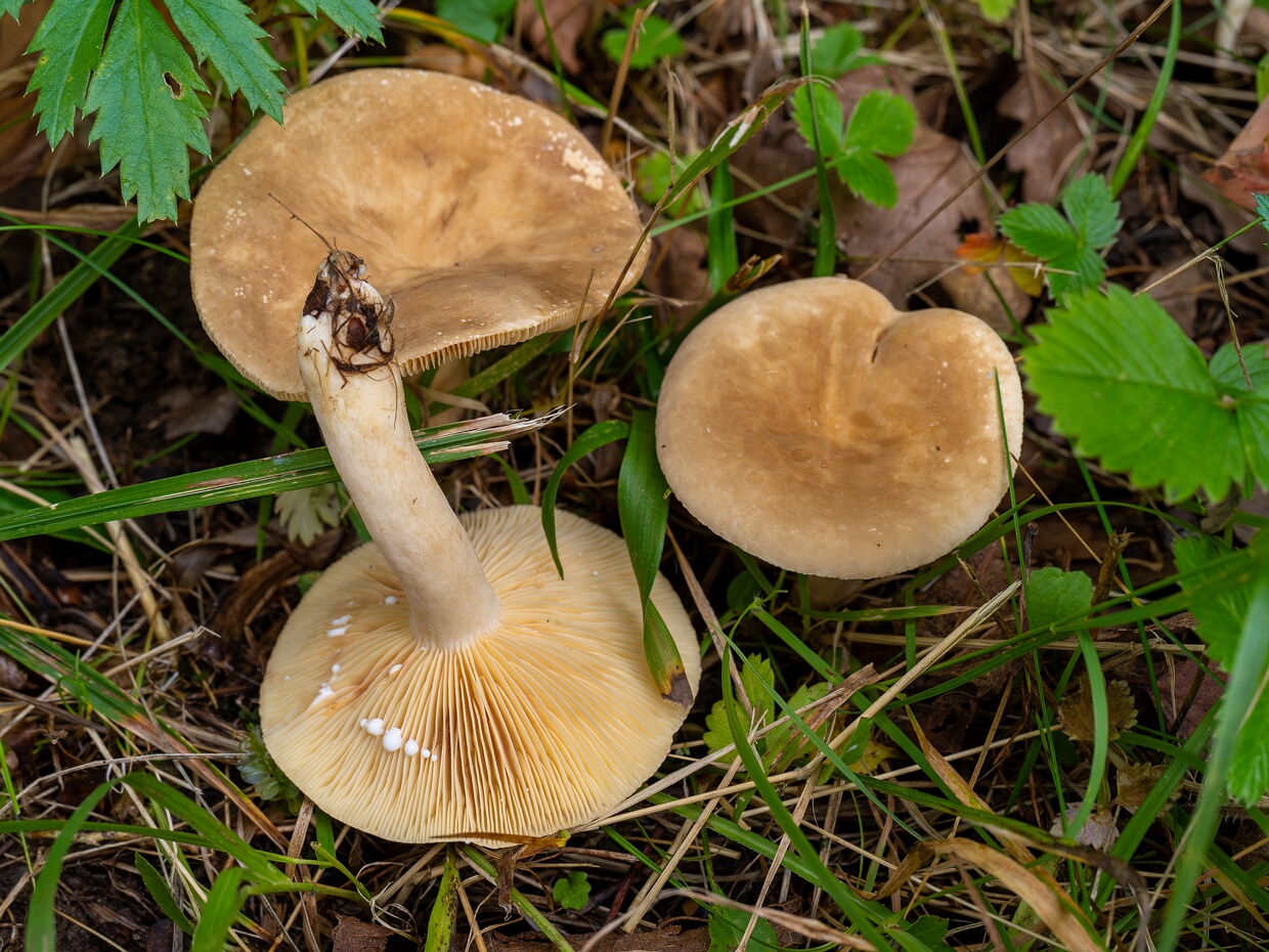 Млечник беззоновый - Lactarius azonites