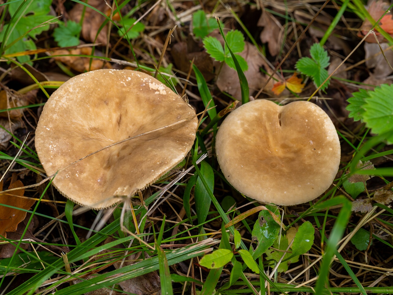 Lactarius azonites _2026-09-19_1-2