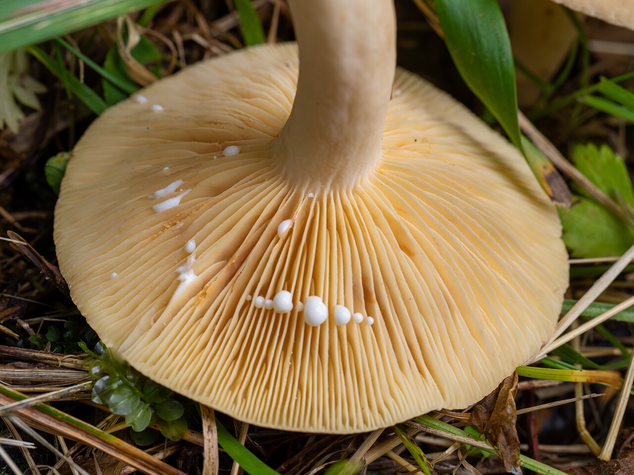 Lactarius azonites _2026-09-19_1-4