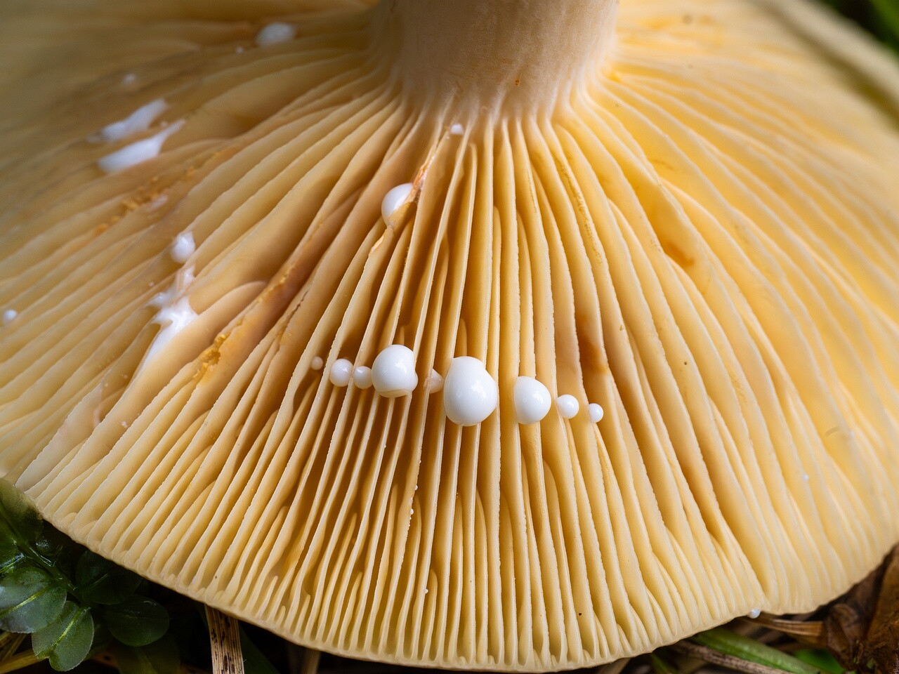 Lactarius azonites _2026-09-19_1-5