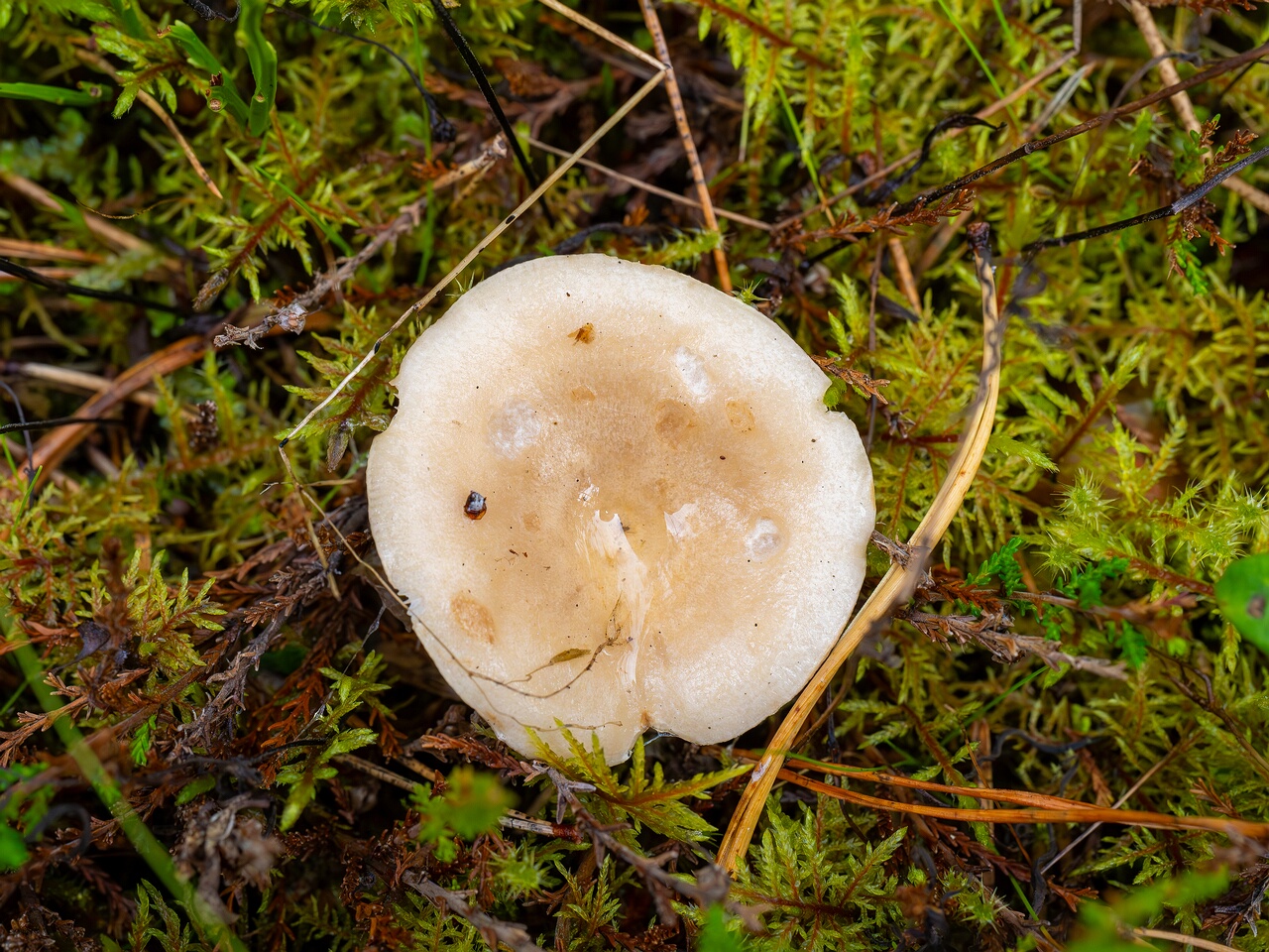 Lactarius musteus _2026-08-30_1-1