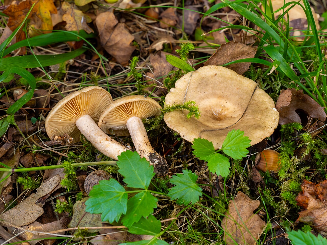 Lactarius pyrogalus _2026-09-19_1-2