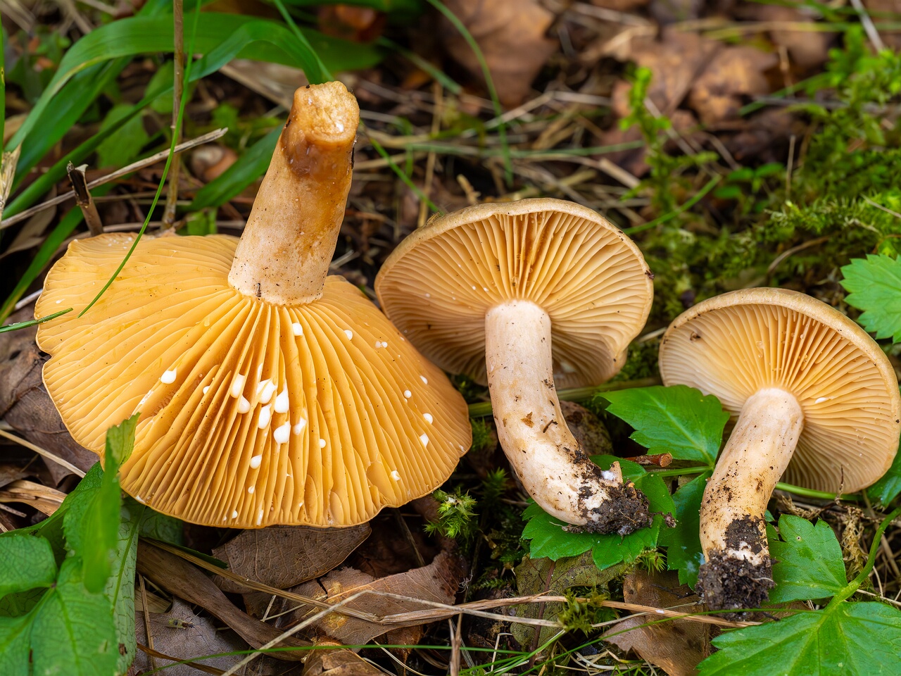 Lactarius pyrogalus _2026-09-19_1-6