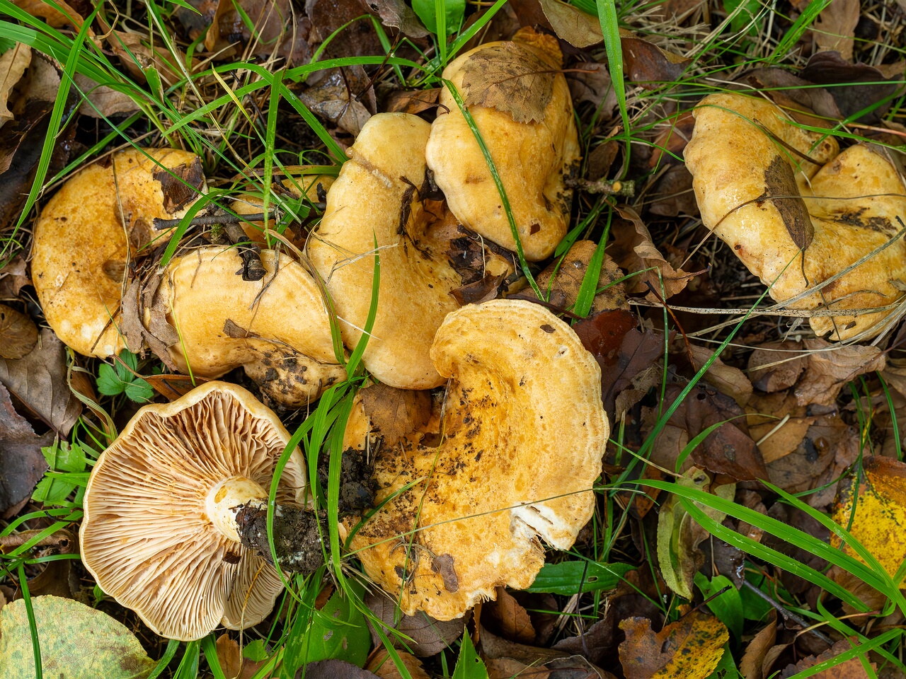 !Lactarius zonarius _2026-09-19_1-6