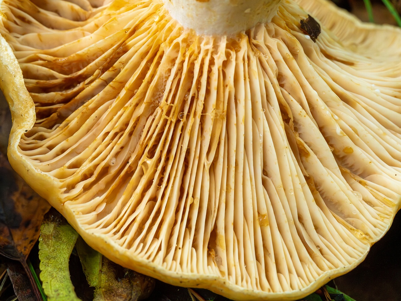 Lactarius zonarius _2026-09-19_1-5