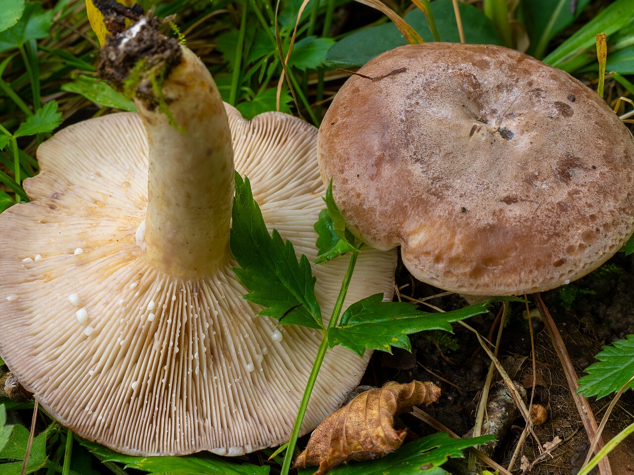 !Lactarius uvidus _2026-09-19_1-7