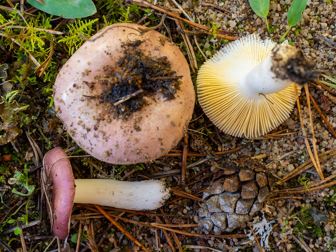Russula cessans _2026-09-19_2-2