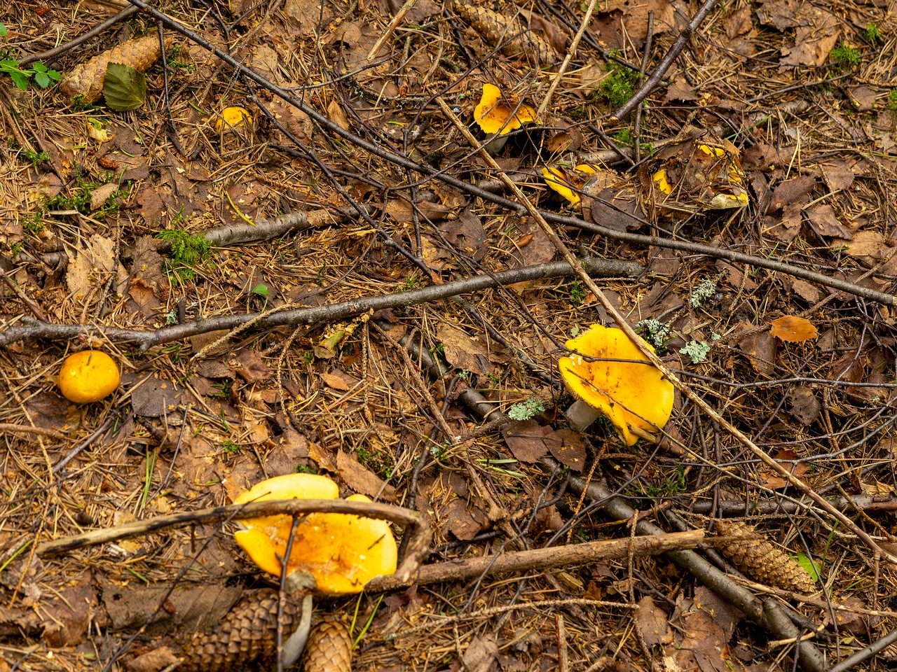 Russula claroflava _2023-08-13_1-1