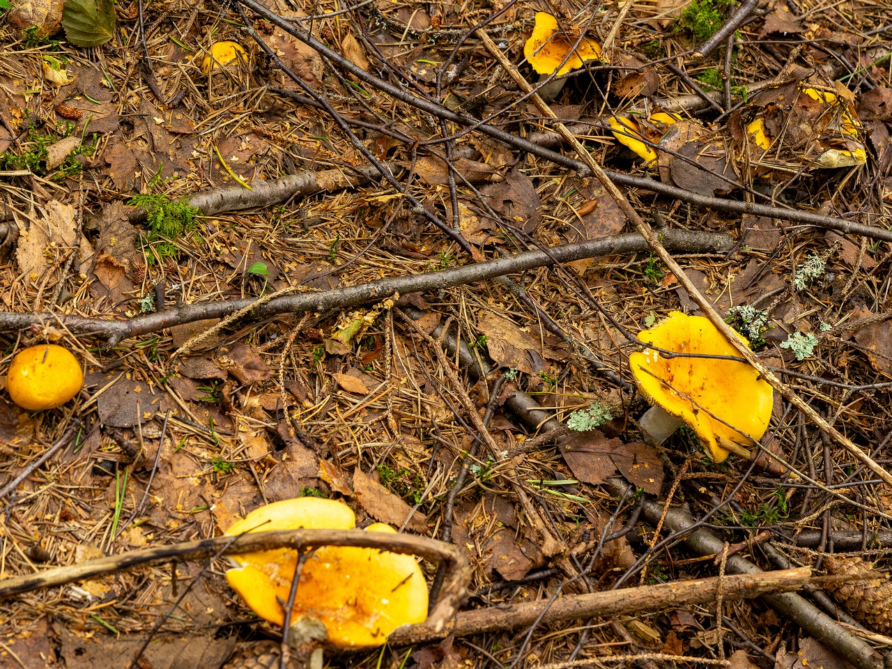 Russula claroflava _2023-08-13_1-2